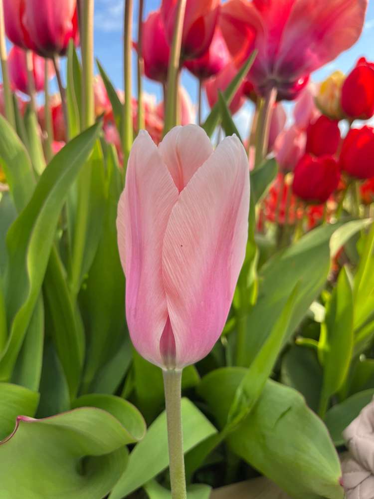 Tulpe 'Apricot Beauty'